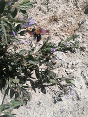 Xylocopa rufidorsum