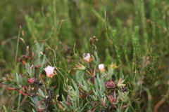 Lampranthus productus
