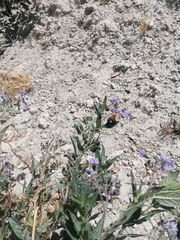 Xylocopa rufidorsum