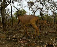 Alcelaphus buselaphus major
