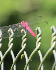 Orthemis discolor