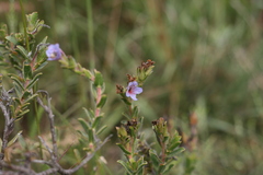 Lobostemon trigonus