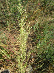 Chenopodium