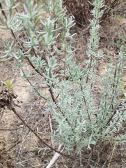 Lavandula stoechas image