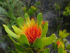 Leucospermum oleifolium