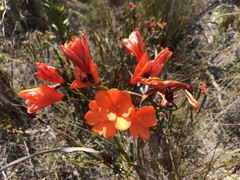 Pillansia templemannii