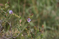 Lobostemon trigonus