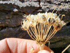 Allium validum