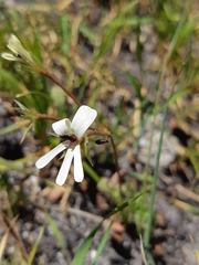 Pelargonium elongatum