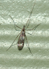 Chioneinae