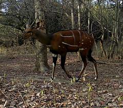 Tragelaphus scriptus