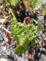 Pelargonium elongatum