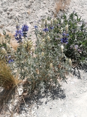 Lupinus altimontanus