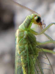 Chrysoperla