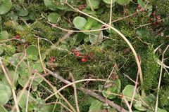 Asparagus densiflorus