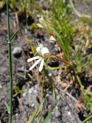 Pelargonium elongatum