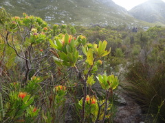 Leucospermum oleifolium