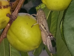 Anacridium aegyptium