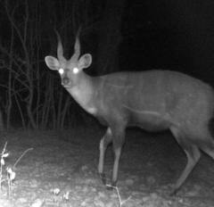 Tragelaphus scriptus