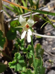 Pelargonium elongatum