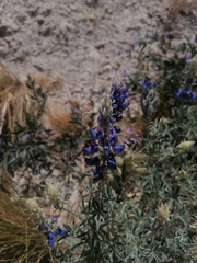 Lupinus altimontanus