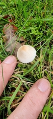 Lepiota cristata