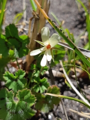 Pelargonium elongatum
