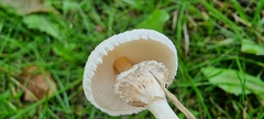 Lepiota cristata