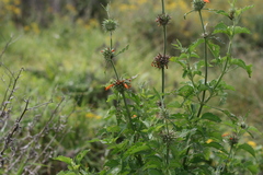 Leonotis ocymifolia