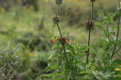 Leonotis ocymifolia