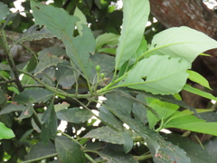 Persea americana