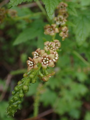 Ribes bracteosum