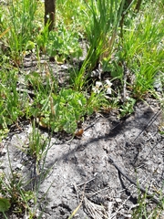 Pelargonium elongatum