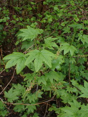 Ribes bracteosum