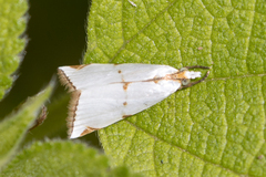 Argyria lacteella