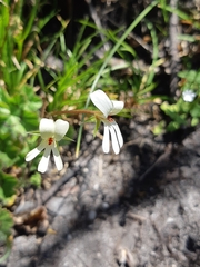 Pelargonium elongatum