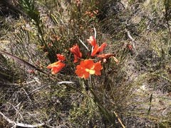 Pillansia templemannii