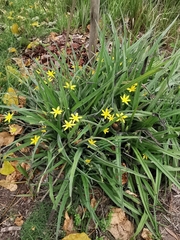Hypoxis villosa