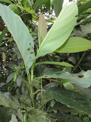 Persea americana