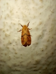 Schistophleps bipuncta