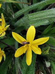 Hypoxis villosa