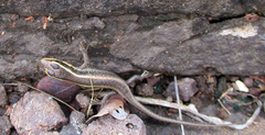 Trachylepis punctatissima