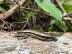 Marisora unimarginata