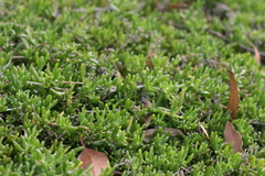 Delosperma uncinatum
