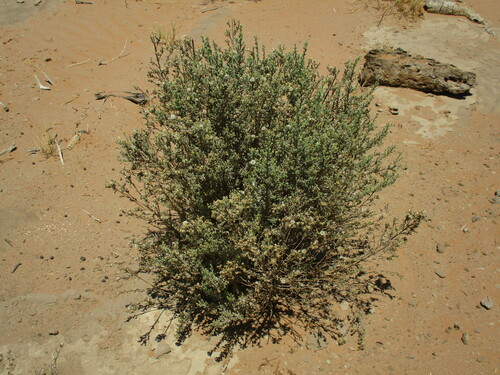 Image of Laggera Decurrens (Laggera decurrens) by no rights reserved