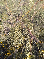 Prosopis glandulosa