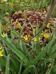 Hypoxis villosa