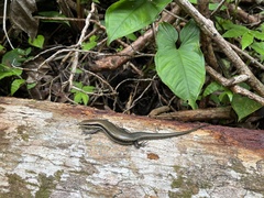 Marisora unimarginata