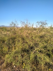 Prosopis glandulosa
