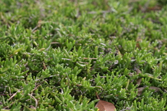 Delosperma uncinatum